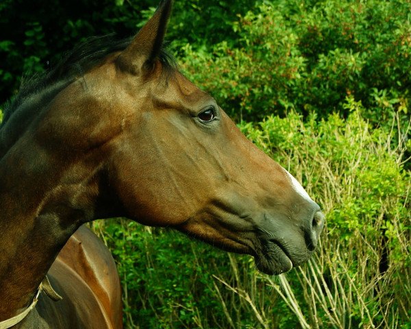 Zuchtstute Peggy III (Holsteiner, 2000, von Caretino)