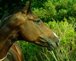 broodmare Peggy III (Holsteiner, 2000, from Caretino)