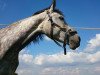 broodmare Korsila (Oldenburg, 2008, from Silverstone)