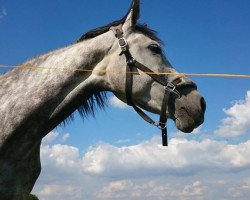 broodmare Korsila (Oldenburg, 2008, from Silverstone)