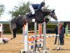 stallion Coupito Hgl (Oldenburg show jumper, 2013, from Coupe de Coeur 2)