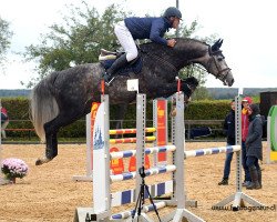 stallion Coupito Hgl (Oldenburg show jumper, 2013, from Coupe de Coeur 2)