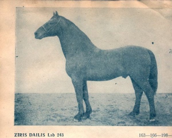 stallion Zīris-Dailis (Latvian Warmblood, 1944, from Zīris)