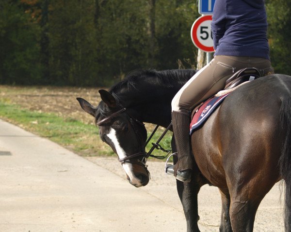 Pferd Hector de Brinco (Belgisches Warmblut, 2007, von Chin Chin)