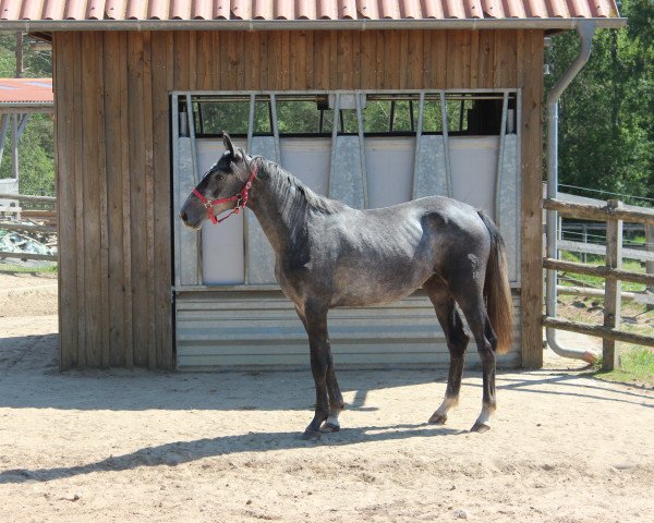 dressage horse Beluna (Mecklenburg, 2015, from Belantis)