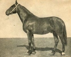 Deckhengst Mādis (Lettisches Warmblut, 1945, von Mahdi II)