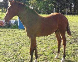 dressage horse Amethyst 91 (Hannoveraner, 2017, from DSP Araldik)