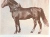 stallion Redzinalds (Oldenburg, 1942, from Rheinwald)