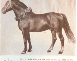 stallion Redzinalds (Oldenburg, 1942, from Rheinwald)