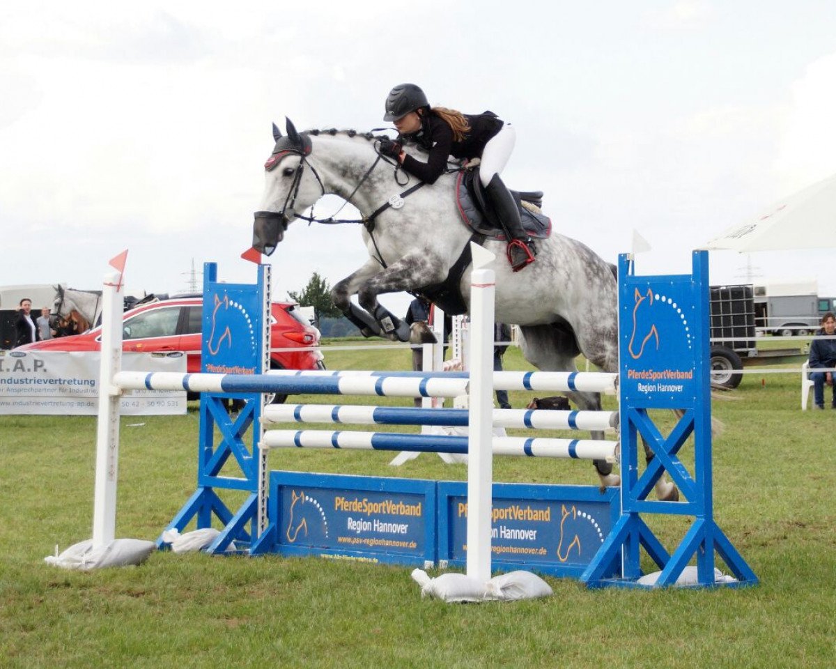 jumper Candy B (Hanoverian, 2010, from Cassus 2)
