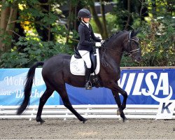 dressage horse Sf Dark Royal (German Riding Pony, 2010, from Eichhofs Pik Royal)