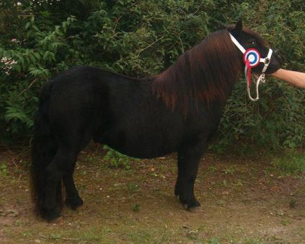 Pferd Roosje van 't Hogeveld (Shetland Pony, 2001, von Gelder van Zuylichem)