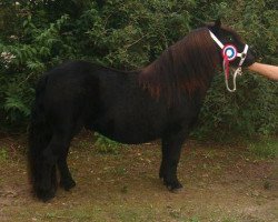 horse Roosje van 't Hogeveld (Shetland Pony, 2001, from Gelder van Zuylichem)