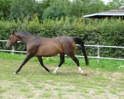 Pferd Donna (Edles Warmblut, 2004, von Don Larino 171 FIN)