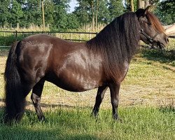 Pferd Sophie van het Hogeveld (Shetland Pony, 2002, von Gelder van Zuylichem)