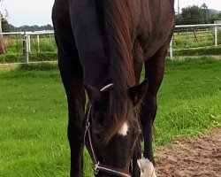 Pferd Lascall (Holsteiner, 1990, von Liostro)