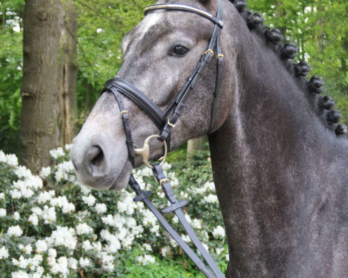 jumper Gucci Grey M (Oldenburg show jumper, 2010, from Corlensky G)