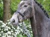 jumper Gucci Grey M (Oldenburg show jumper, 2010, from Corlensky G)