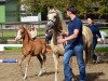 Zuchtstute Beschenhof Bella Donna (Welsh Pony (Sek.B), 2008, von Wildzang's Romulus)