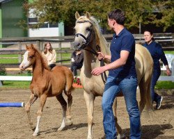 broodmare Beschenhof Bella Donna (Welsh-Pony (Section B), 2008, from Wildzang's Romulus)