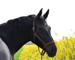 dressage horse La Donna K (Hanoverian, 2011, from Likoto xx)