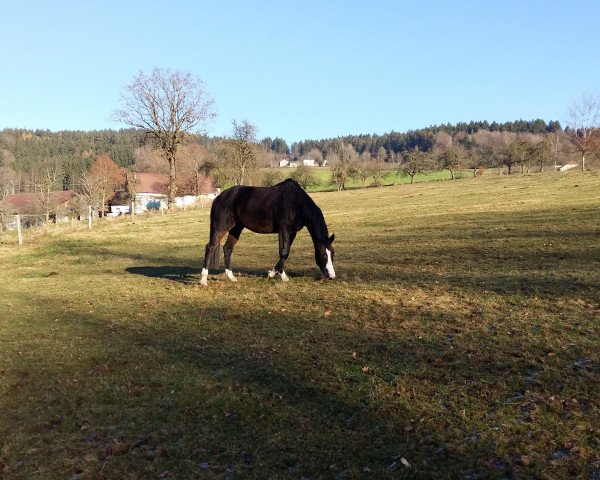 Dressurpferd Kadera (Trakehner, 2008, von Polarzauber TSF)