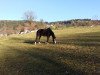 dressage horse Kadera (Trakehner, 2008, from Polarzauber TSF)