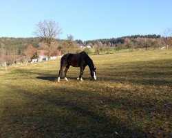 dressage horse Kadera (Trakehner, 2008, from Polarzauber TSF)