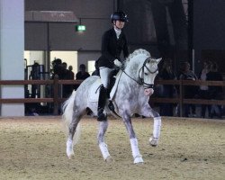 stallion Llanarth Mayloo (Welsh-Pony (Section B), 2011, from Boreton White Prince)