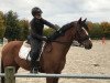 dressage horse Sundance Magic Kid (Oldenburg, 2004, from Sunny-Boy)