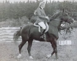 Deckhengst Fausts (Lettisches Warmblut, 1979, von Frants)