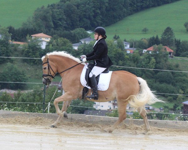 horse Fyona (Haflinger,  , from Newstyle)