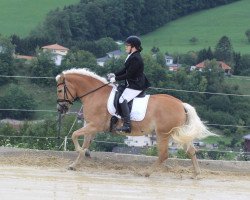 Pferd Fyona (Haflinger,  , von Newstyle)