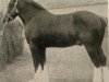 stallion Oyama (Clydesdale, 1904, from Baronson)