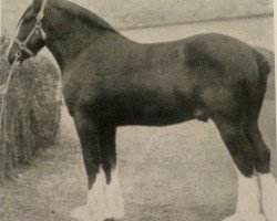 stallion Oyama (Clydesdale, 1904, from Baronson)