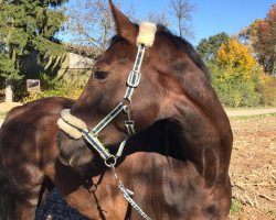 broodmare Lana del Rey (Bavarian, 2012, from Boston)