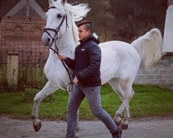 jumper Lip (Lipizzaner, 2016)