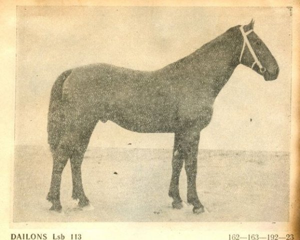 stallion Dailonis (Oldenburg,  , from Germino)