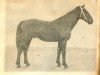 stallion Dailonis (Oldenburg,  , from Germino)