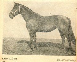 broodmare Kaija (Latvian Warmblood, 1944, from Dailonis)