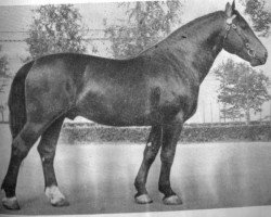 Deckhengst Sapnis (Lettisches Warmblut, 1951, von Spekonis)