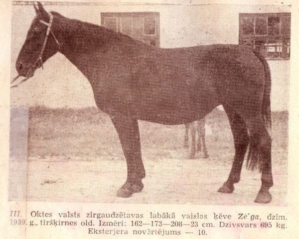 Zuchtstute Zelga (Lettisches Warmblut, 1939, von Siego)