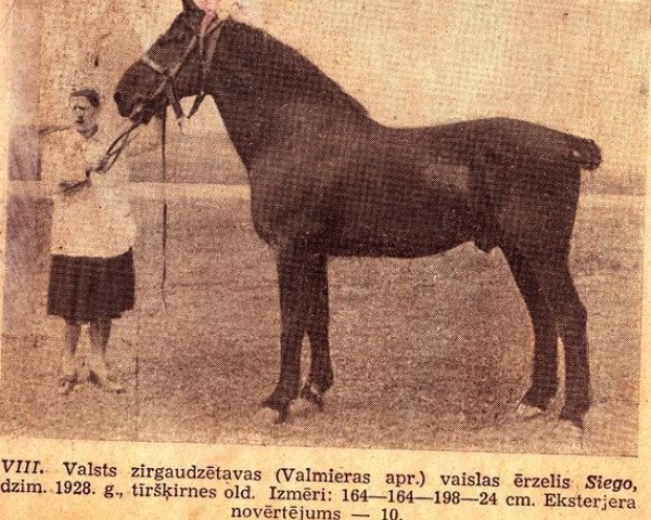 stallion Siego (Oldenburg, 1928, from Siegwart 3407)