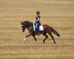 broodmare Sweet like Candy (German Riding Pony, 2013, from Casino Royale K WE)