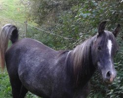 stallion Gawad (Arabian thoroughbred, 2016, from Gharib Mahrus 2005 ox)