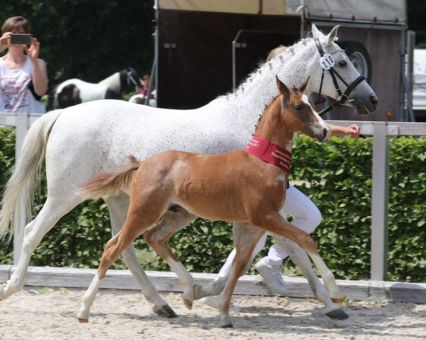 dressage horse Huckleberry Finn (German Riding Pony, 2017, from Halifax)