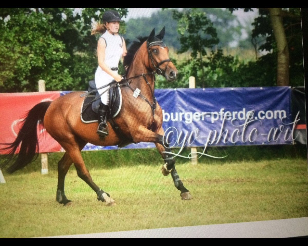jumper Chrissi (KWPN (Royal Dutch Sporthorse), 2010)