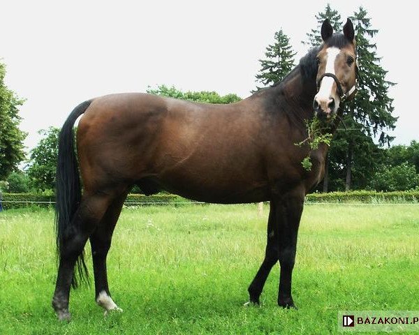 Pferd Landos 2 (Holsteiner, 1990, von Lord Calando)