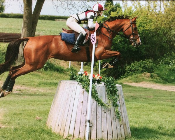 broodmare Vlegel (KWPN (Royal Dutch Sporthorse), 2002, from Hors La Loi II)