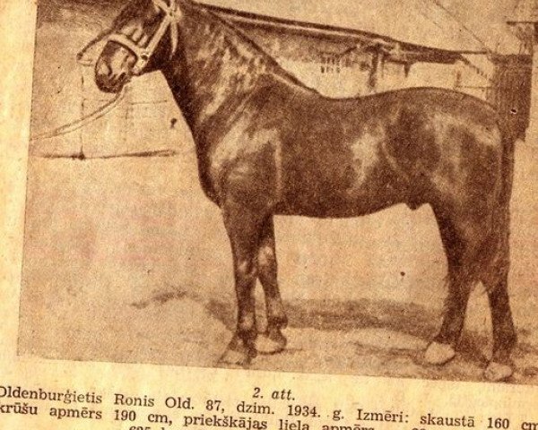 stallion Ronis (Oldenburg, 1934, from Germino)